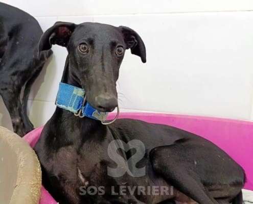 Lior-Galgo_20 Lior-Galgo