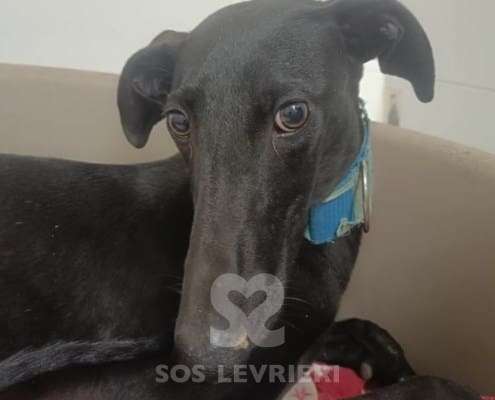 Lior-Galgo_21 Lior-Galgo