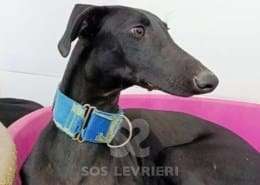 Lior-Galgo