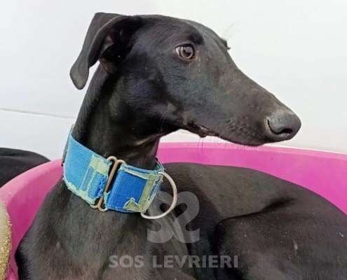 Lior-Galgo