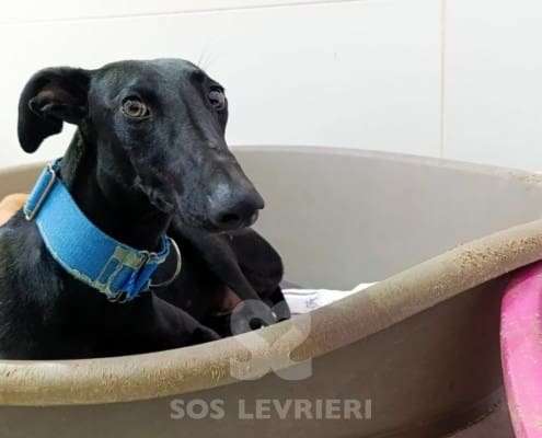 Lior-Galgo_23 Lior-Galgo