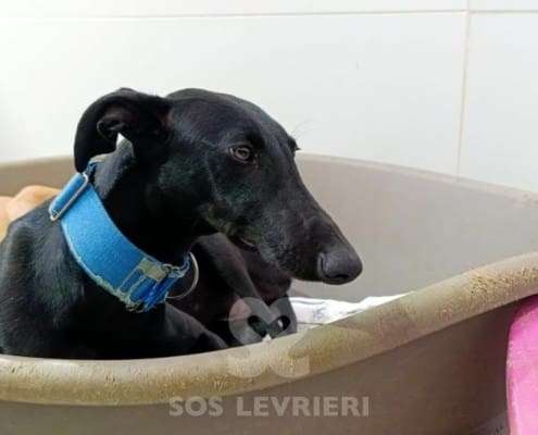 Lior-Galgo_24 Lior-Galgo