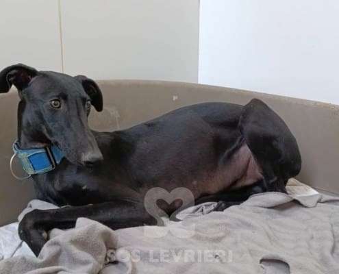 Lior-Galgo_25 Lior-Galgo