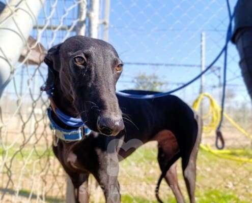 Lior-Galgo_26 Lior-Galgo