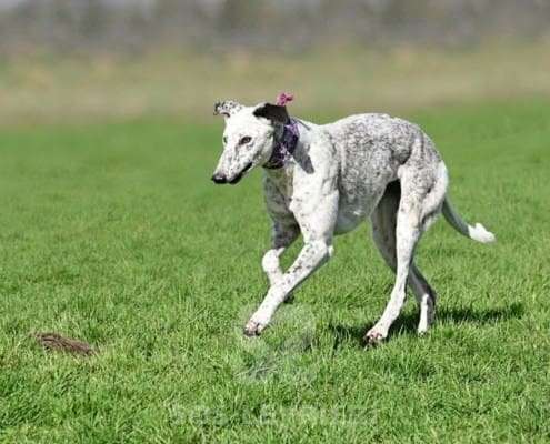 Milly-Greyhound