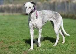 Milly-Greyhound
