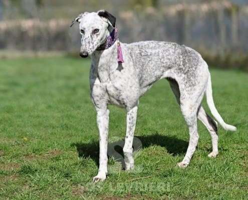 Milly-Greyhound