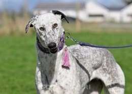 Milly-Greyhound