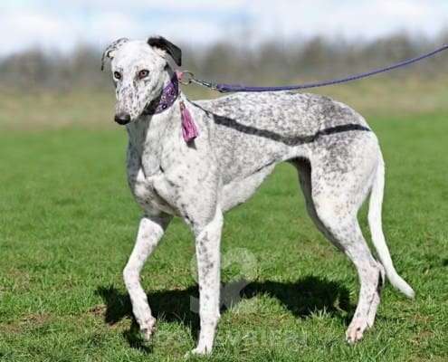 Milly-Greyhound