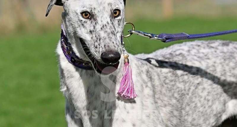 Milly-Greyhound