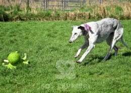 Milly-Greyhound