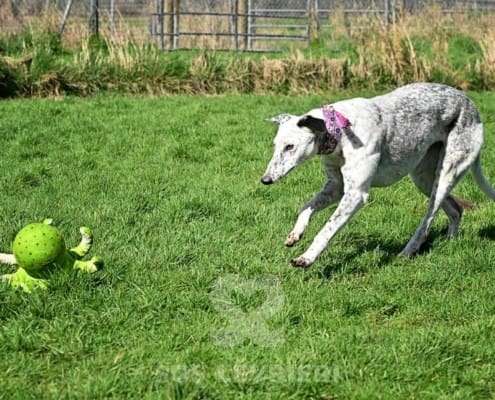 Milly-Greyhound