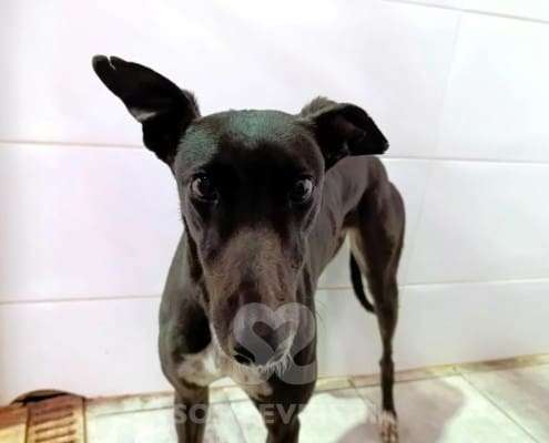 Pantene-Galgo