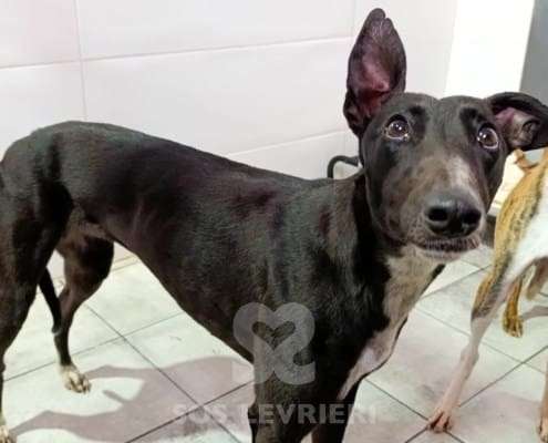 Pantene-Galgo