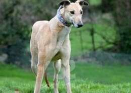 Pixie-Greyhound