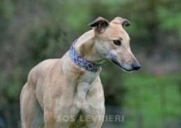 Pixie-Greyhound