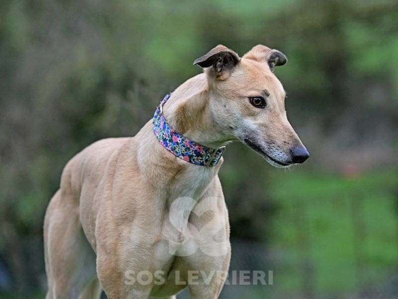 Pixie-Greyhound