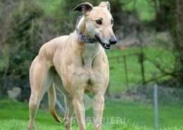 Pixie-Greyhound
