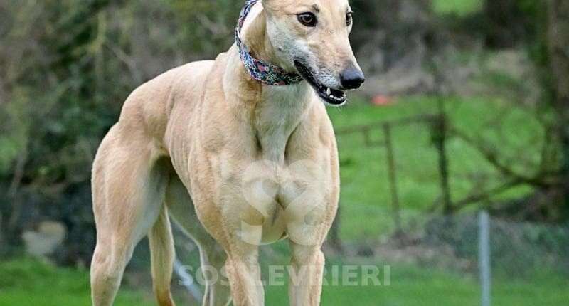 Pixie-Greyhound