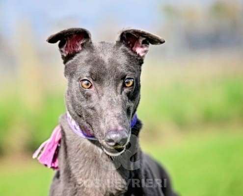 Sadie-Greyhound_11 Sadie-Greyhound