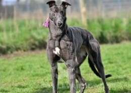 Sadie-Greyhound_12 Sadie-Greyhound