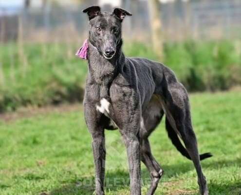 Sadie-Greyhound_12 Sadie-Greyhound