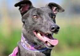 Sadie-Greyhound_13 Sadie-Greyhound