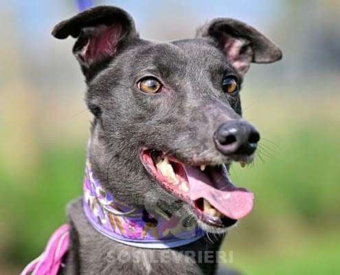 Sadie-Greyhound_13 Sadie-Greyhound