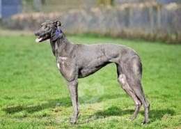 Sadie-Greyhound_14 Sadie-Greyhound