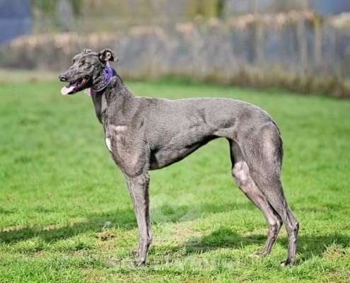 Sadie-Greyhound_14 Sadie-Greyhound