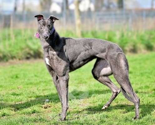 Sadie-Greyhound_15 Sadie-Greyhound