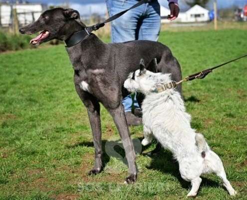 Sadie-Greyhound_16 Sadie-Greyhound