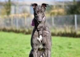Sadie-Greyhound_17 Sadie-Greyhound