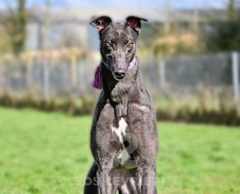 Sadie-Greyhound_17 Sadie-Greyhound