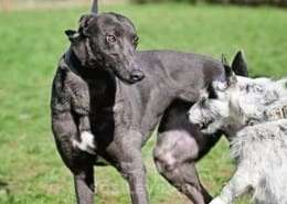 Sadie-Greyhound_18 Sadie-Greyhound