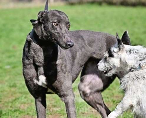 Sadie-Greyhound_18 Sadie-Greyhound