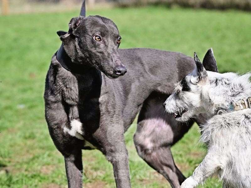 Sadie-Greyhound_18 Sadie-Greyhound