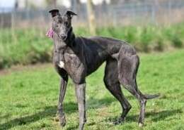 Sadie-Greyhound_19 Sadie-Greyhound