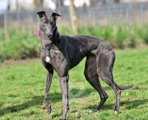 Sadie-Greyhound_19 Sadie-Greyhound