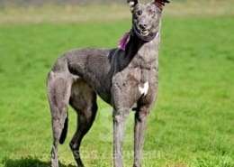 Sadie-Greyhound_20 Sadie-Greyhound