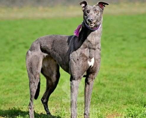 Sadie-Greyhound_20 Sadie-Greyhound