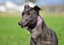 Sadie-Greyhound
