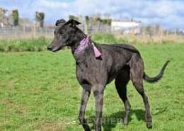 Stevie-Greyhound_11 Stevie-Greyhound