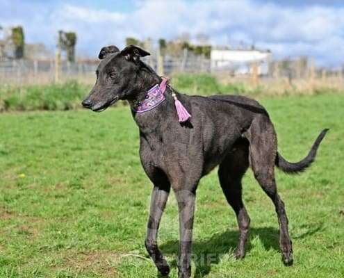 Stevie-Greyhound_11 Stevie-Greyhound