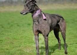 Stevie-Greyhound_12 Stevie-Greyhound