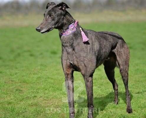 Stevie-Greyhound_12 Stevie-Greyhound