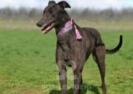 Stevie-Greyhound_13 Stevie-Greyhound