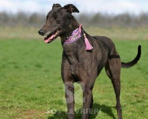 Stevie-Greyhound_13 Stevie-Greyhound