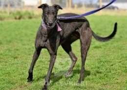 Stevie-Greyhound_14 Stevie-Greyhound