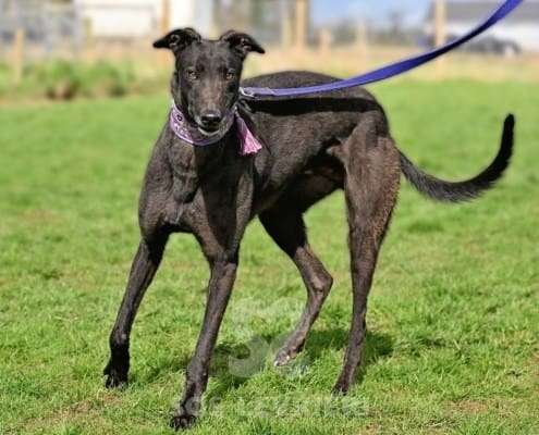 Stevie-Greyhound_14 Stevie-Greyhound